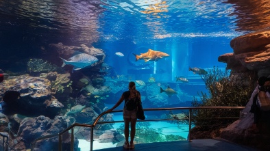 adventure aquarium